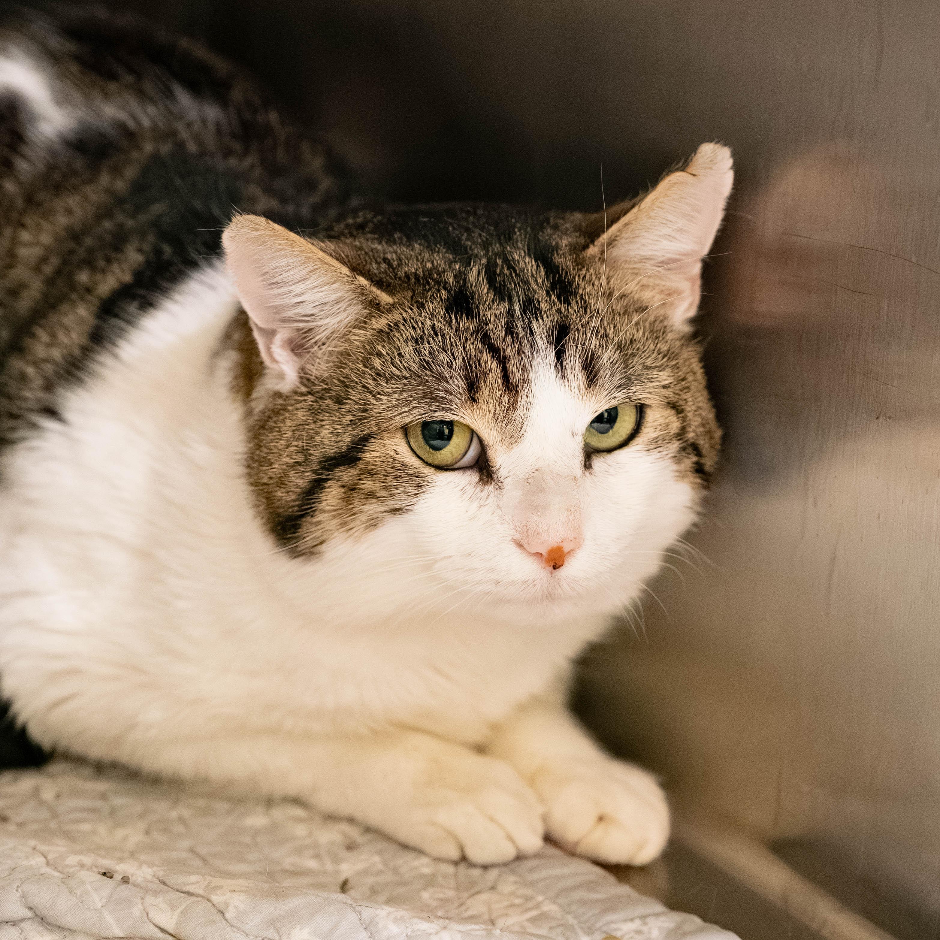 Sprinkles thumbnail 2