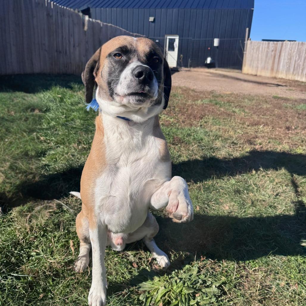 Enlarge Teddy, a Adoptable Terrier in West Des Moines, IA image 1/3