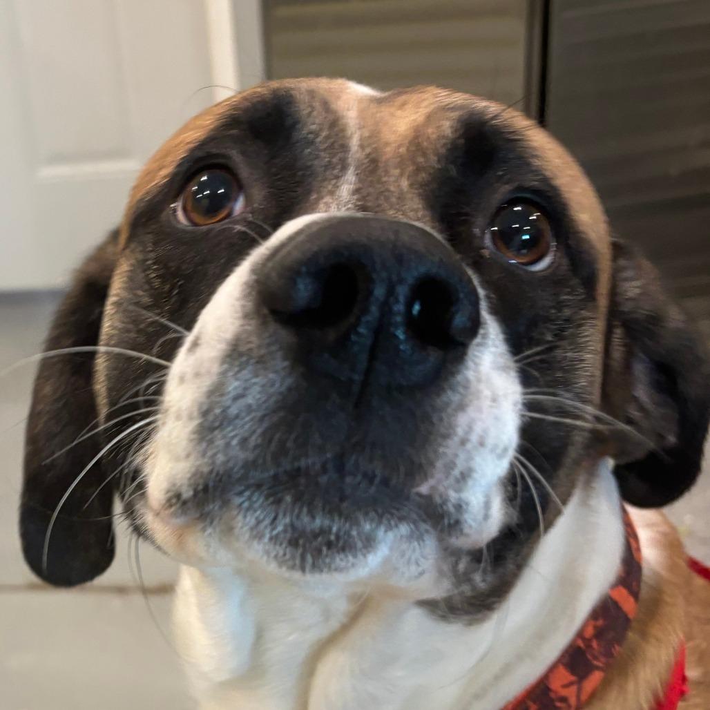 Enlarge Teddy, a Adoptable Terrier in West Des Moines, IA image 3/3