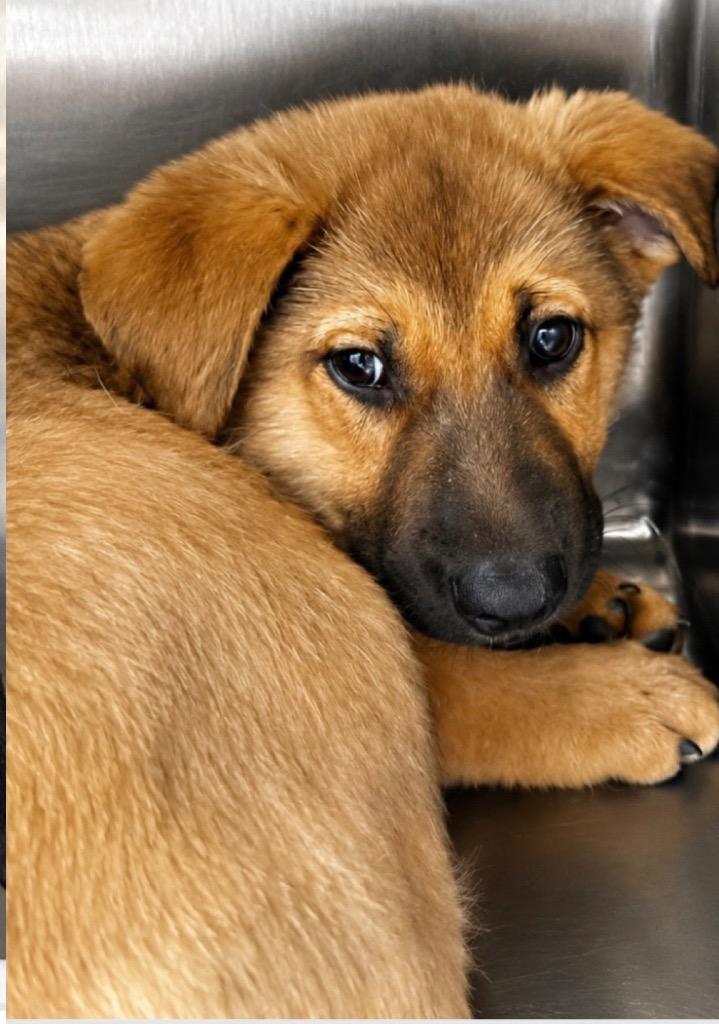 Millie, Adopted, Puppy Female Mixed Breed.