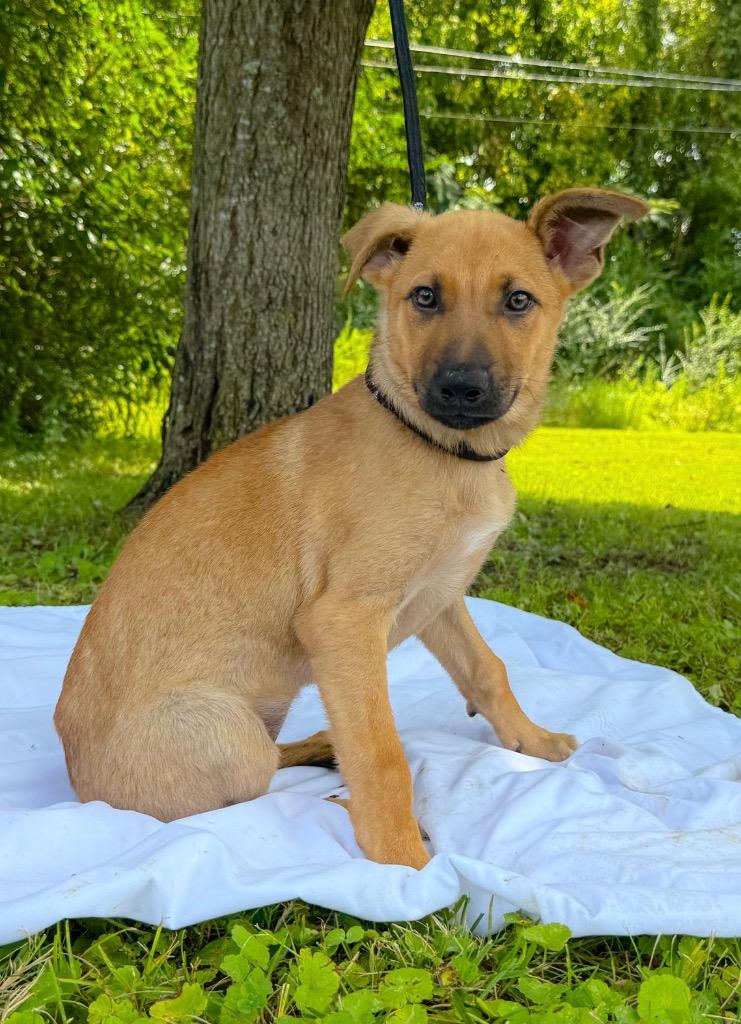 Millie, a Adopted mixed breed in Murray, KY image 2/4