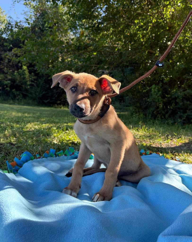 Millie, a Adopted mixed breed in Murray, KY image 3/4