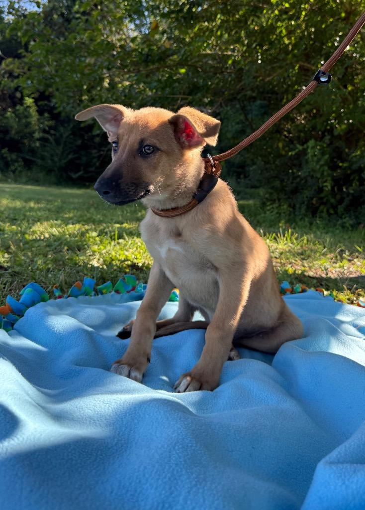 Millie, a Adopted mixed breed in Murray, KY image 4/4