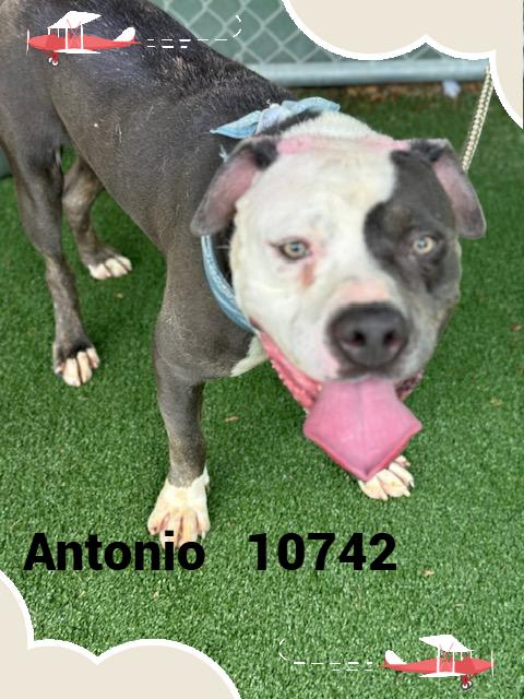 ANTONIO