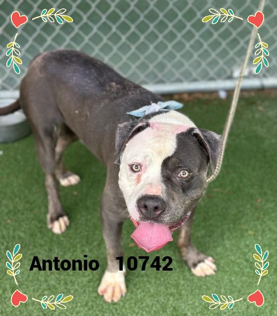 ANTONIO