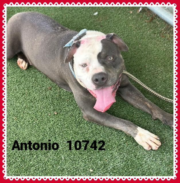 ANTONIO