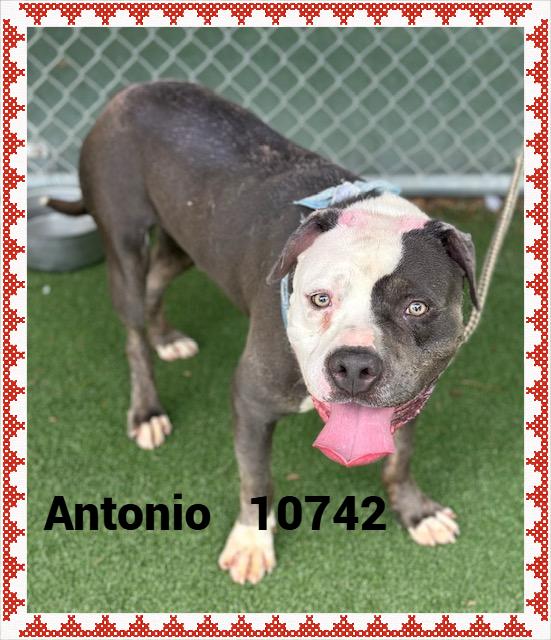 ANTONIO