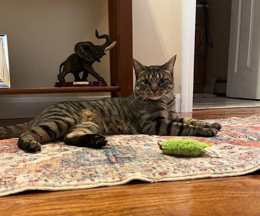 Annabelle, Adopted, Adult Female Domestic Short Hair.