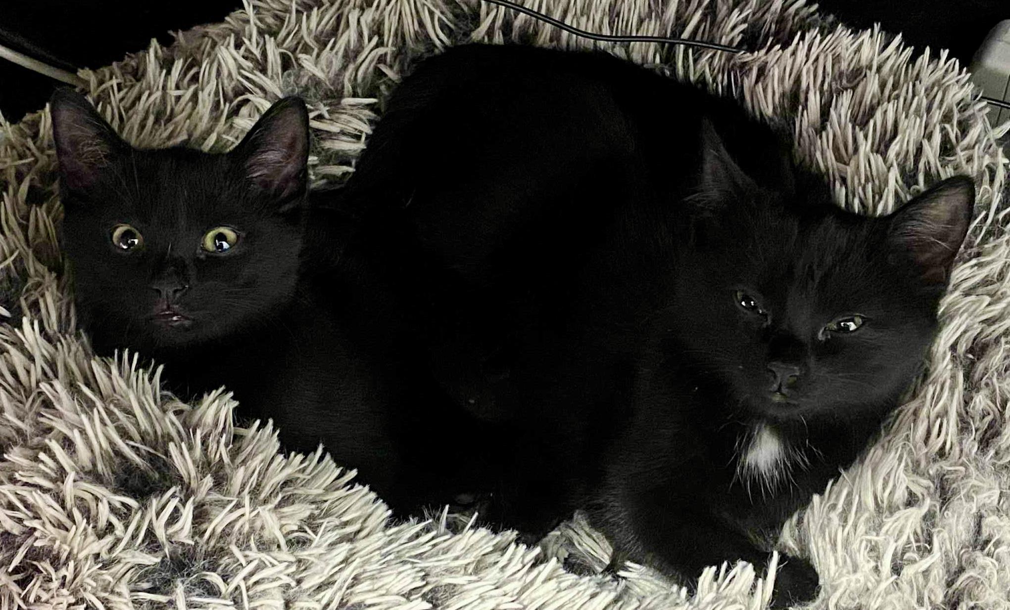 Enlarge Cali and Oswald- dual adoption only, a Adopted Domestic Short Hair in Pointe-Claire, QC image 2/4