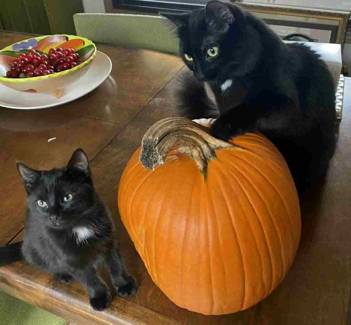 Cali and Oswald- dual adoption only, Adopted, Kitten Female Domestic Short Hair.