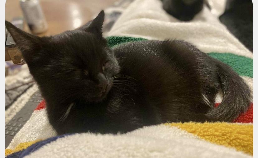 Enlarge Cali and Oswald- dual adoption only, a Adopted Domestic Short Hair in Pointe-Claire, QC image 3/4