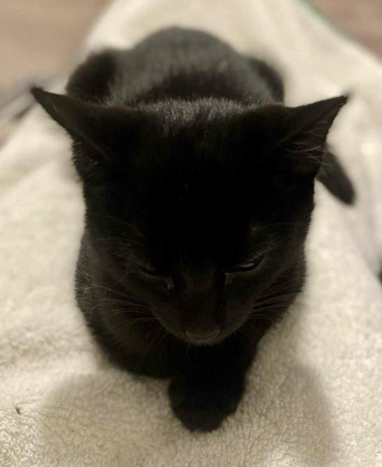 Enlarge Cali and Oswald- dual adoption only, a Adopted Domestic Short Hair in Pointe-Claire, QC image 4/4