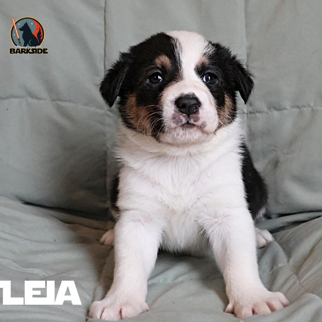 Leia, Adoptable, Puppy Female Mixed Breed.