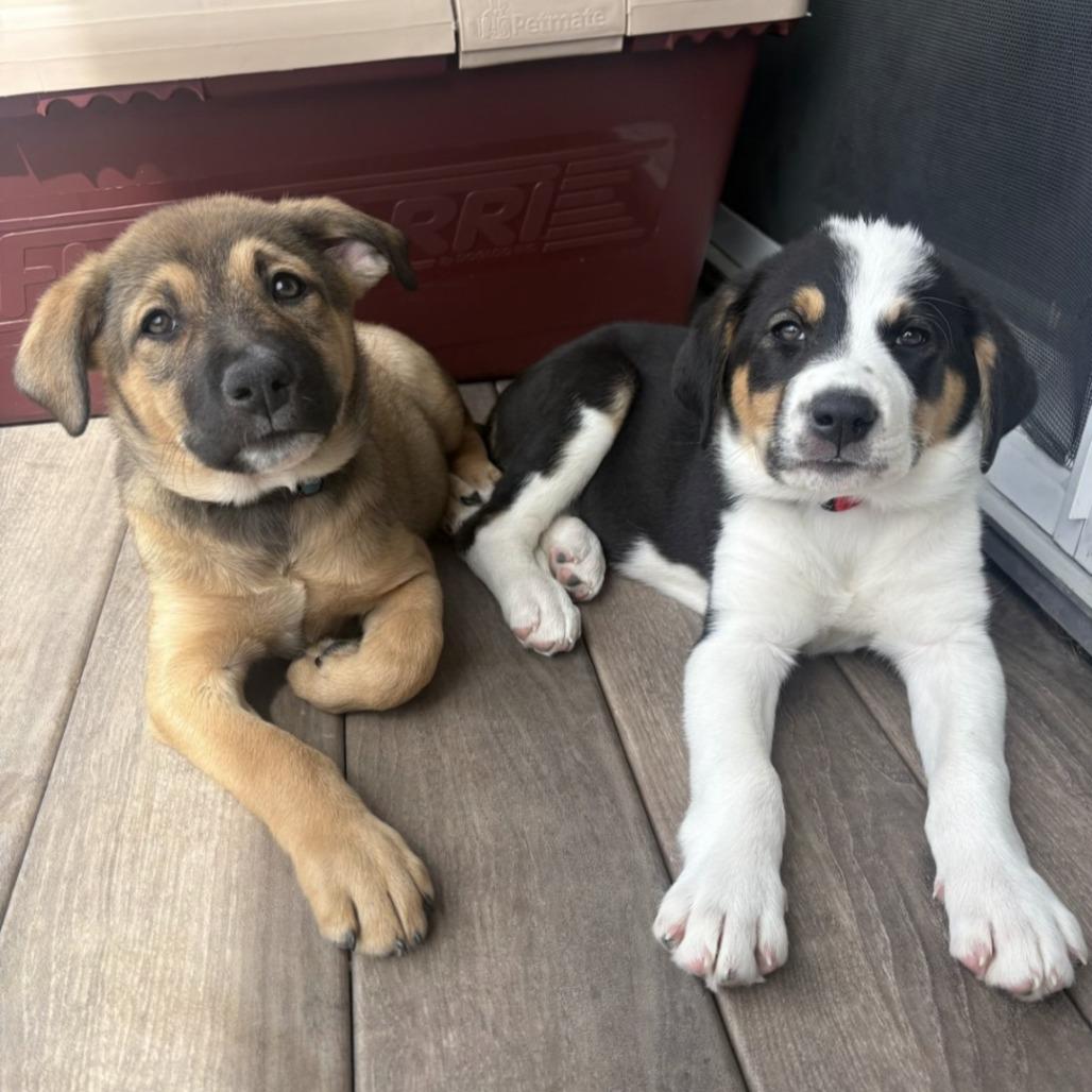 Leia, a Adoptable Mixed Breed in Calgary, AB image 2/6