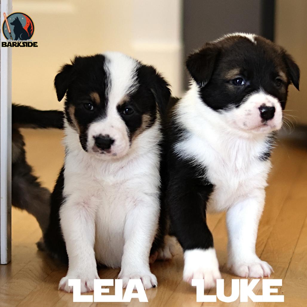 Leia, a Adoptable Mixed Breed in Calgary, AB image 3/6