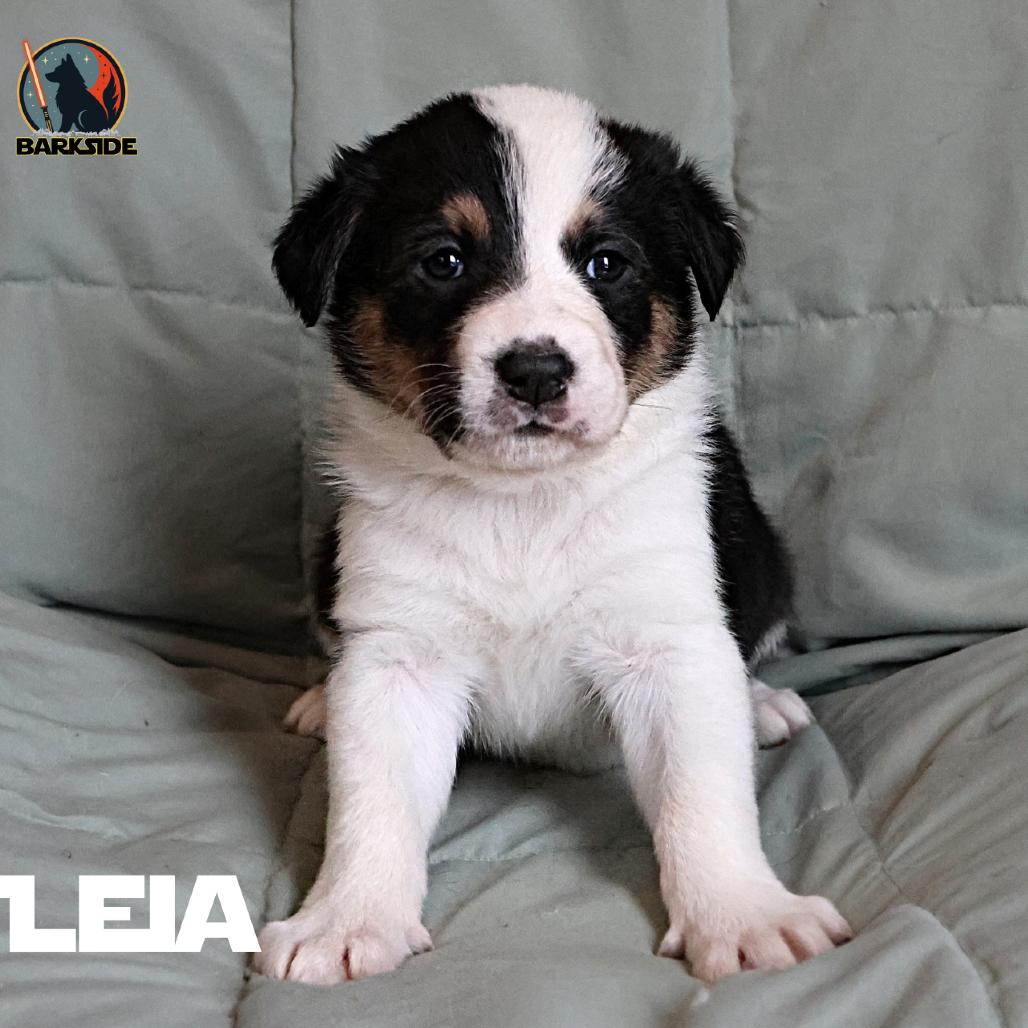 Leia, a Adoptable Mixed Breed in Calgary, AB image 4/6