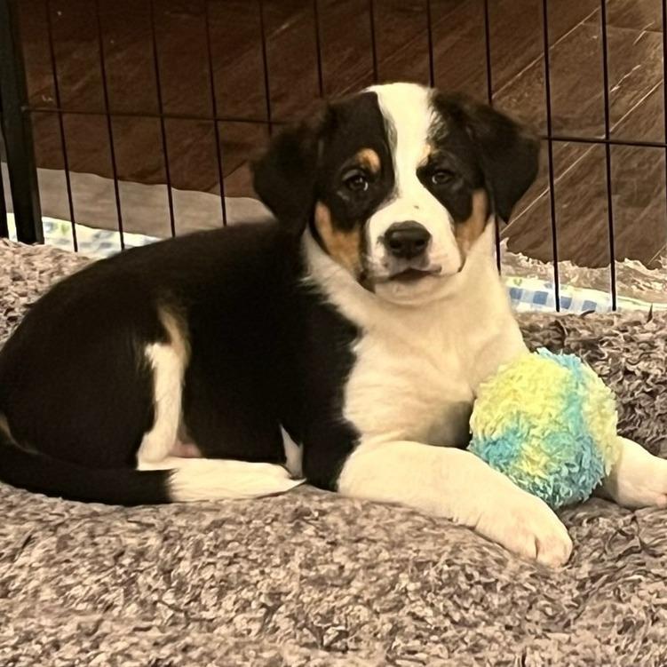 Leia, a Adoptable Mixed Breed in Calgary, AB image 5/6