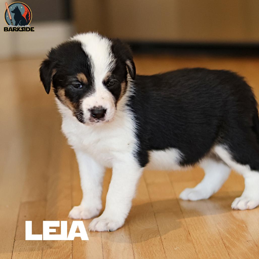 Leia, a Adoptable Mixed Breed in Calgary, AB image 6/6
