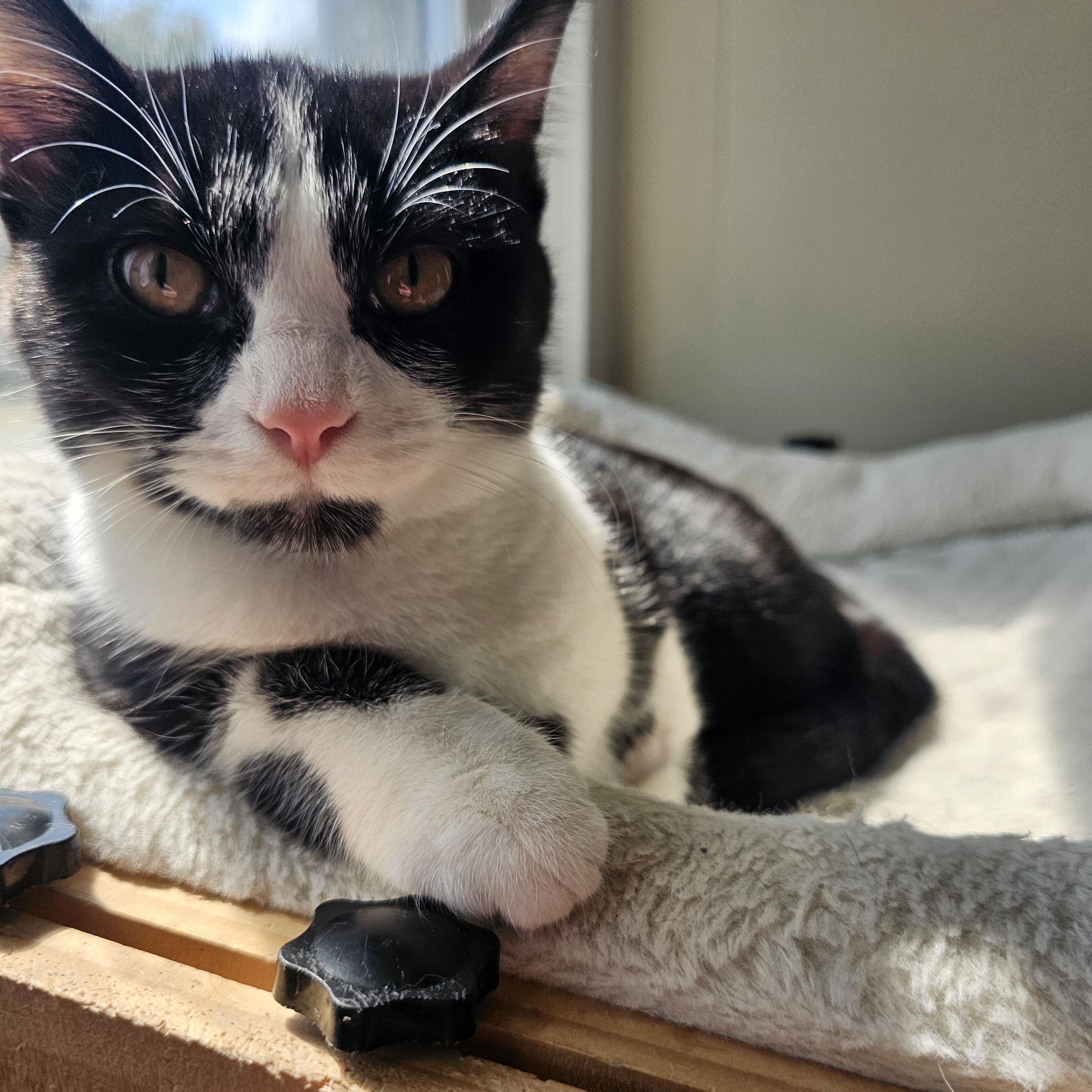 Bonnie, Adopted, Young Female Domestic Short Hair.