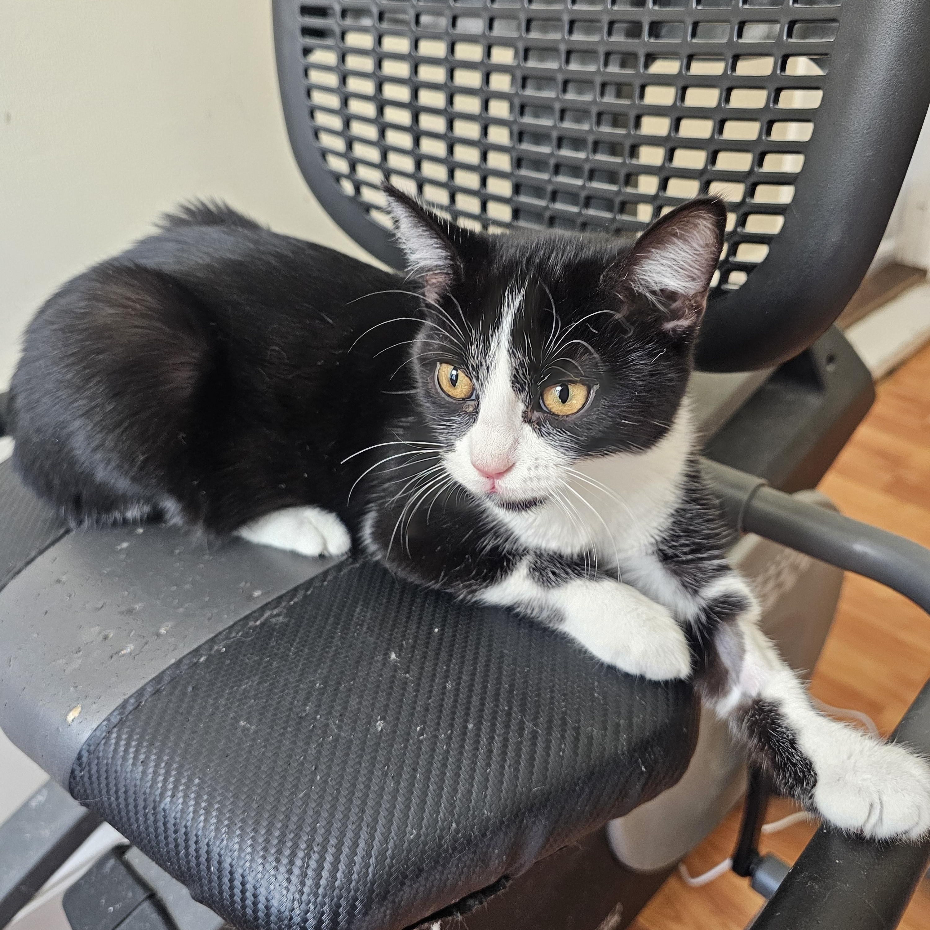 Enlarge Bonnie, a Adopted Domestic Short Hair in Lumberton, NC image 2/3