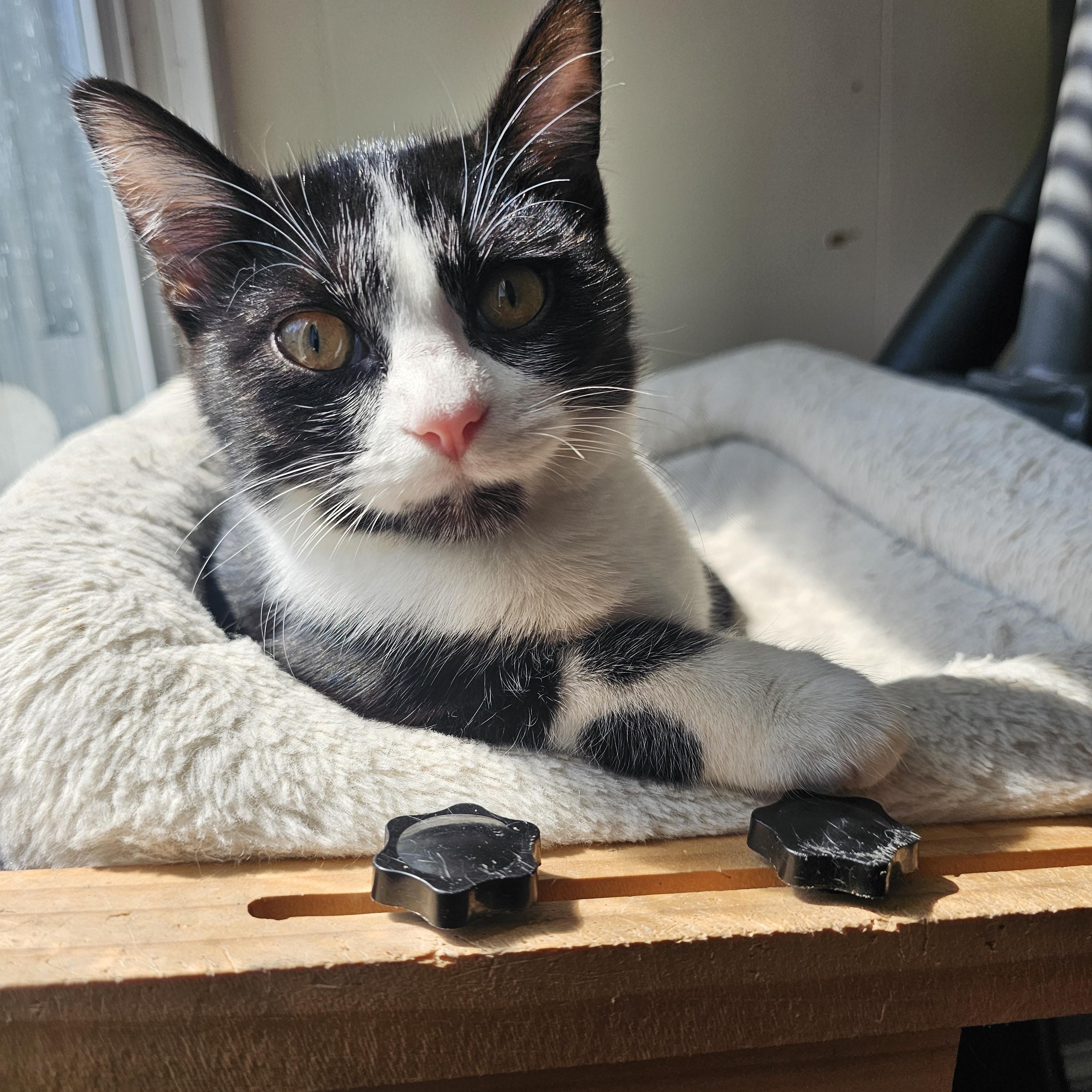 Enlarge Bonnie, a Adopted Domestic Short Hair in Lumberton, NC image 3/3