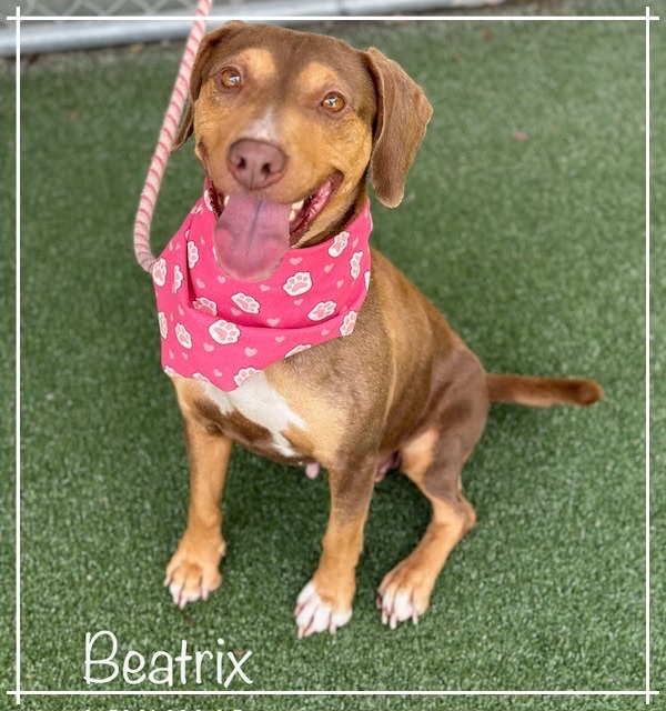 BEATRIX (R)