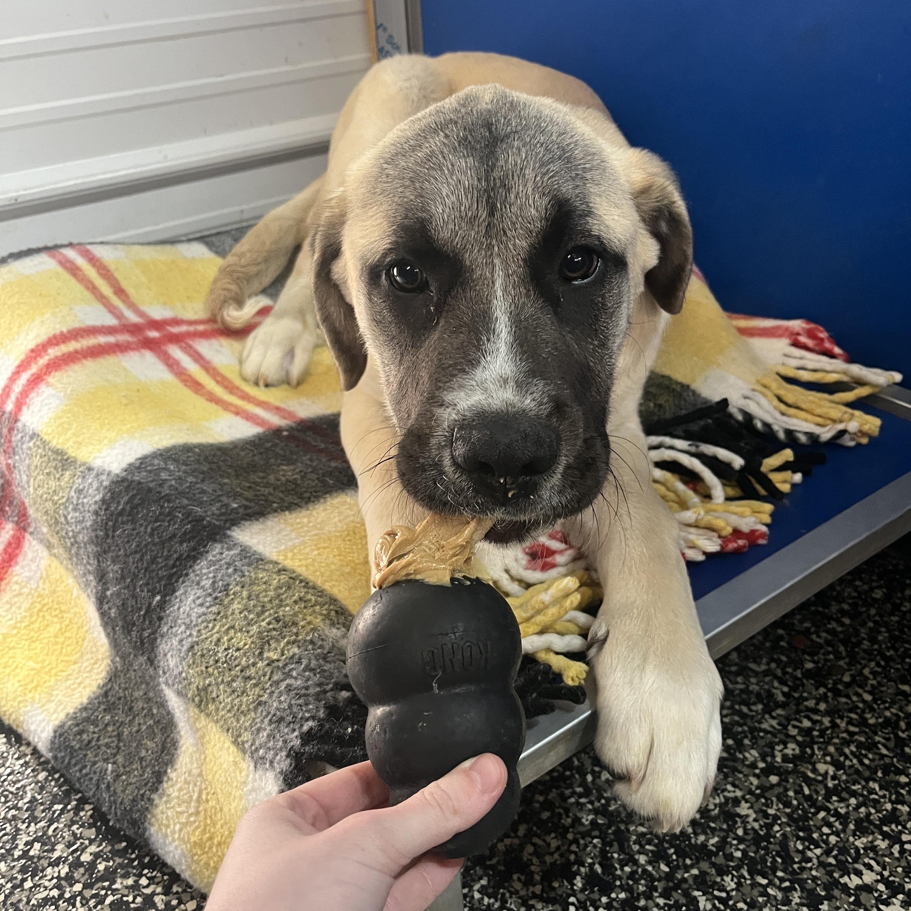 Chombus, adopted, Young Male Mastiff.