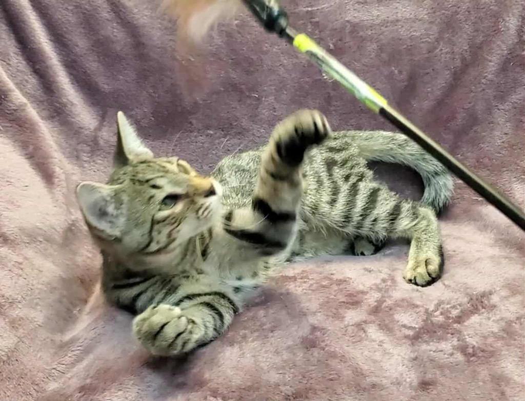 Mario, a Adoptable Domestic Short Hair in Orlando, FL image 2/6