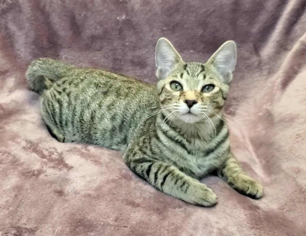 Mario, a Adoptable Domestic Short Hair in Orlando, FL image 4/6