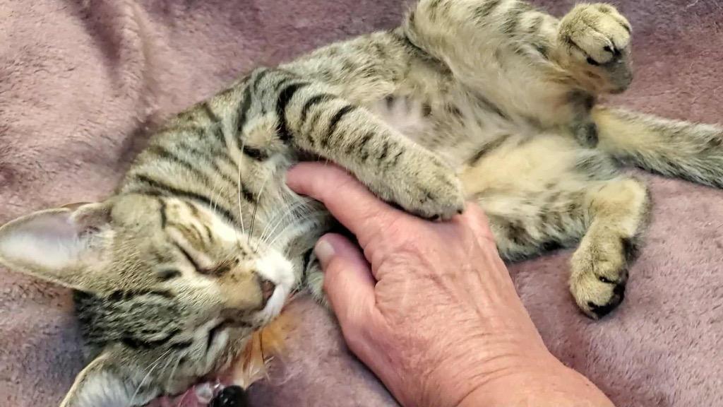 Mario, a Adoptable Domestic Short Hair in Orlando, FL image 5/6