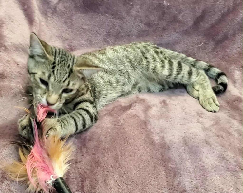 Mario, a Adoptable Domestic Short Hair in Orlando, FL image 5/6