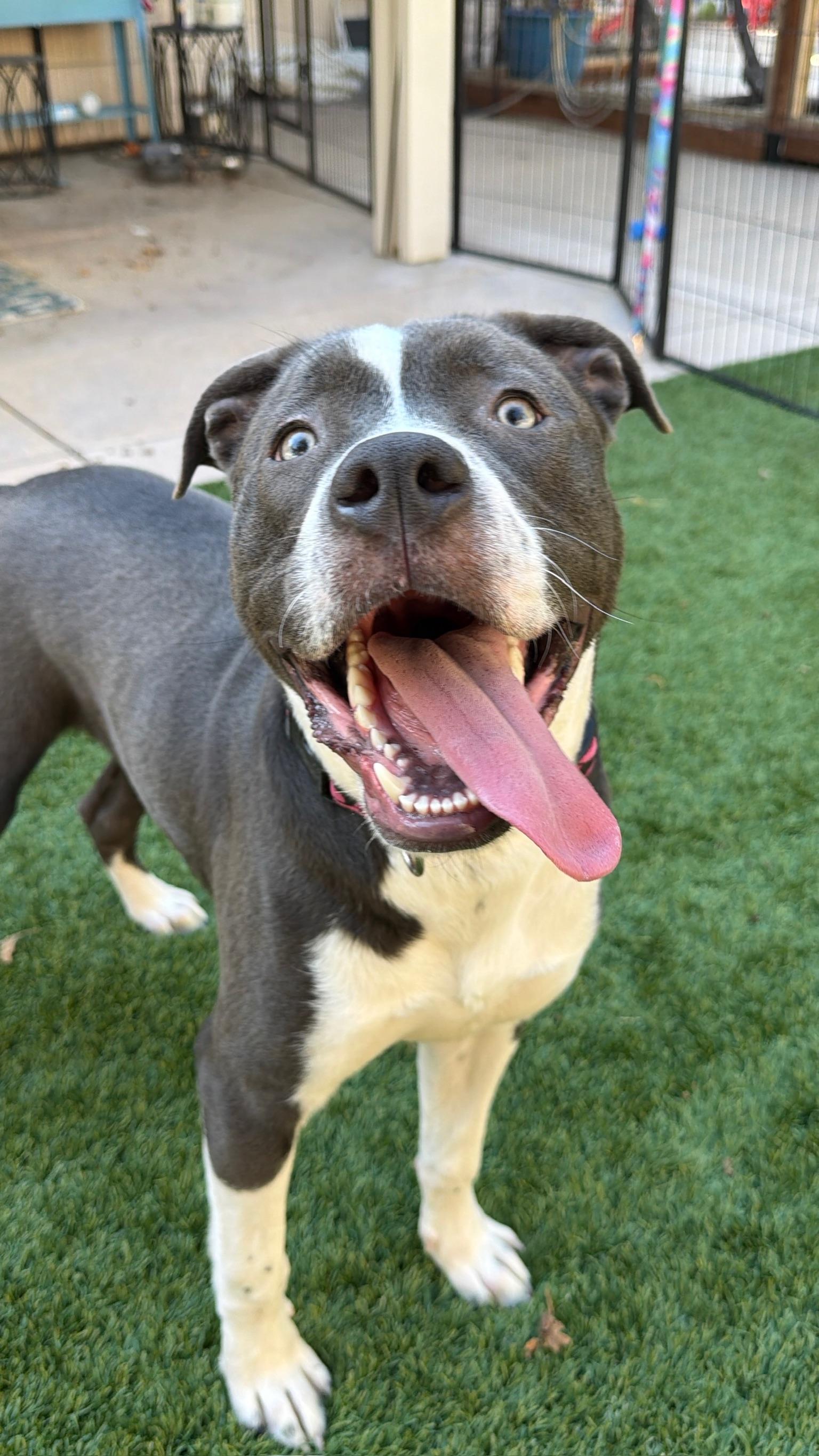 Enlarge Brody, a ADOPTABLE mixed breed in Citrus Heights, CA image 2/6