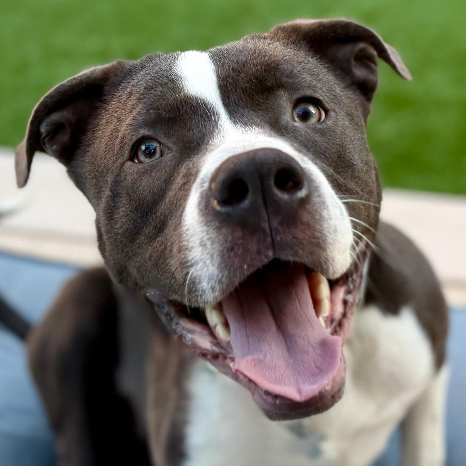 Enlarge Brody, a ADOPTABLE mixed breed in Citrus Heights, CA image 1/6