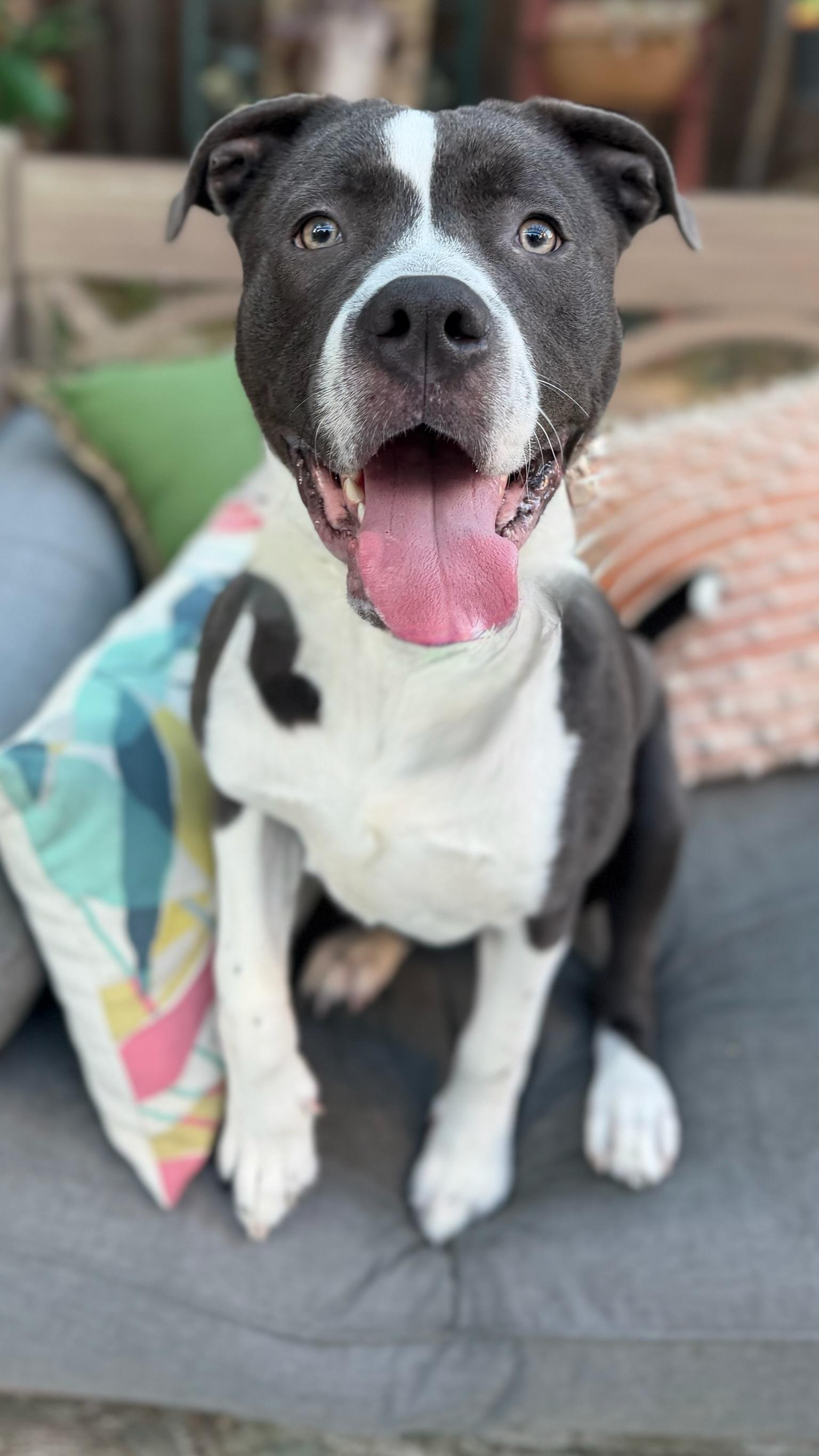 Enlarge Brody, a ADOPTABLE mixed breed in Citrus Heights, CA image 4/6