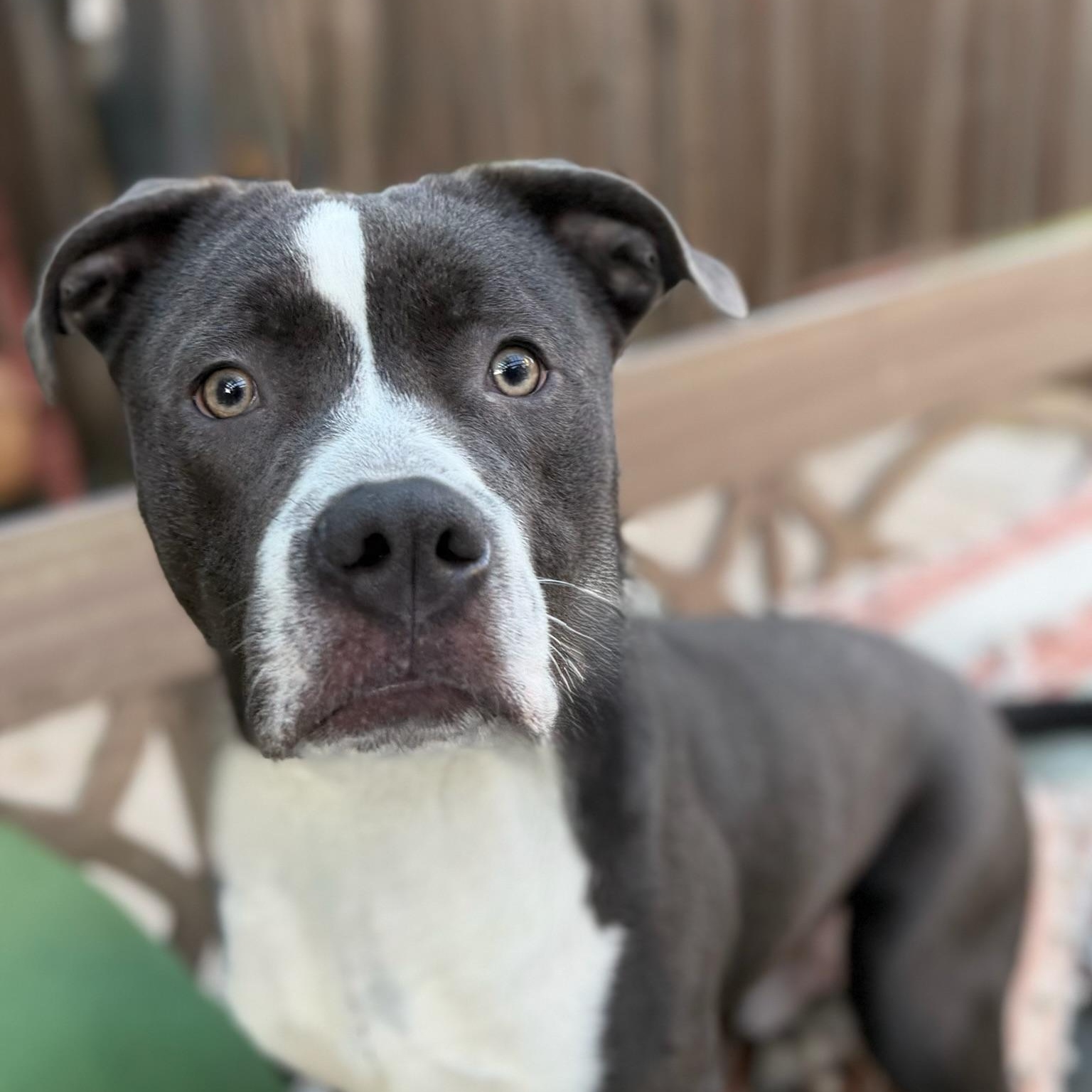 Enlarge Brody, a ADOPTABLE mixed breed in Citrus Heights, CA image 5/6