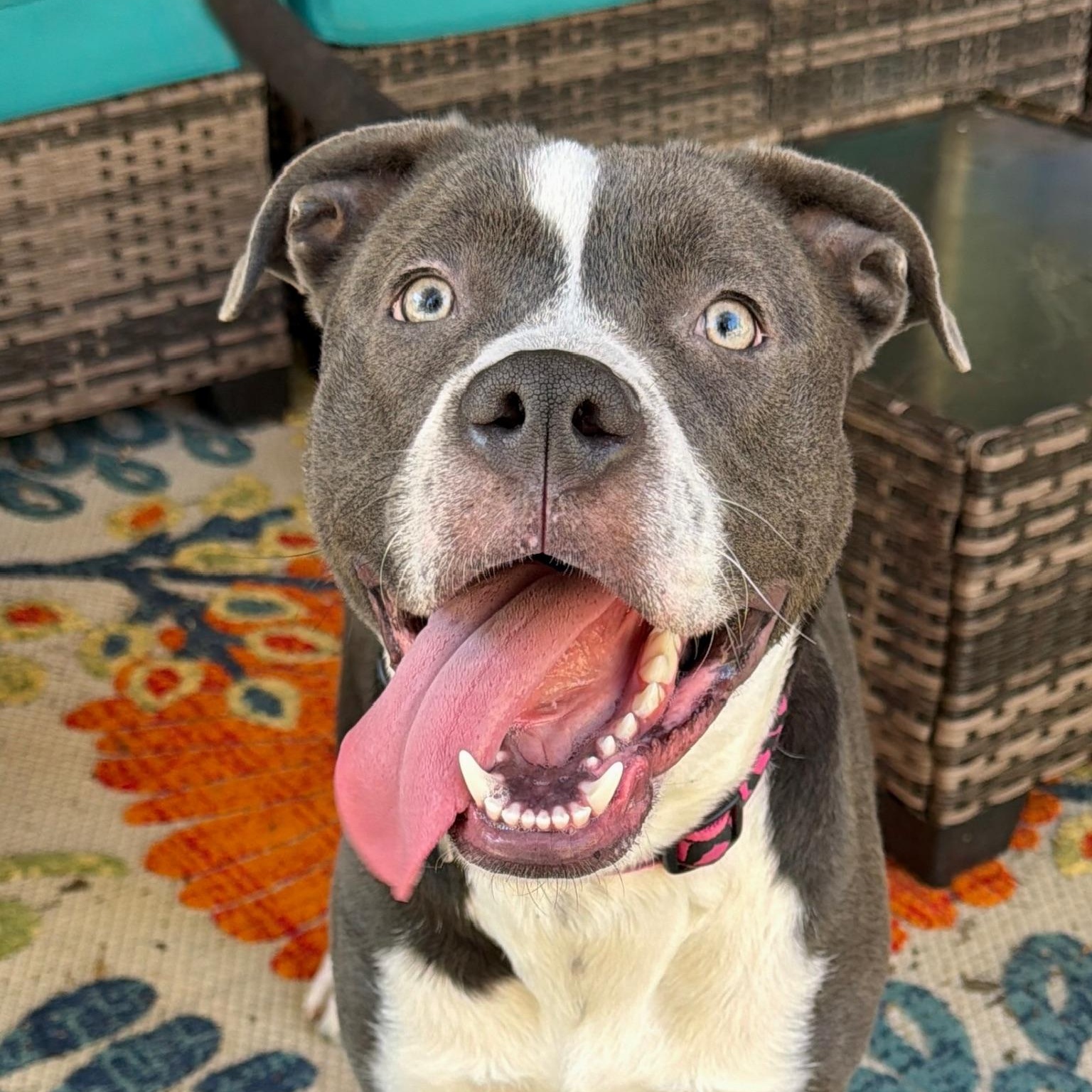 Enlarge Brody, a ADOPTABLE mixed breed in Citrus Heights, CA image 3/6