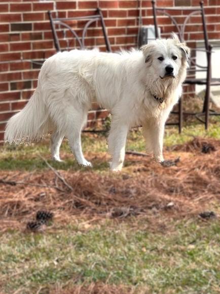 Enlarge Duke (and Daisy), a Adopted Great Pyrenees in Richmond, VA image 3/5