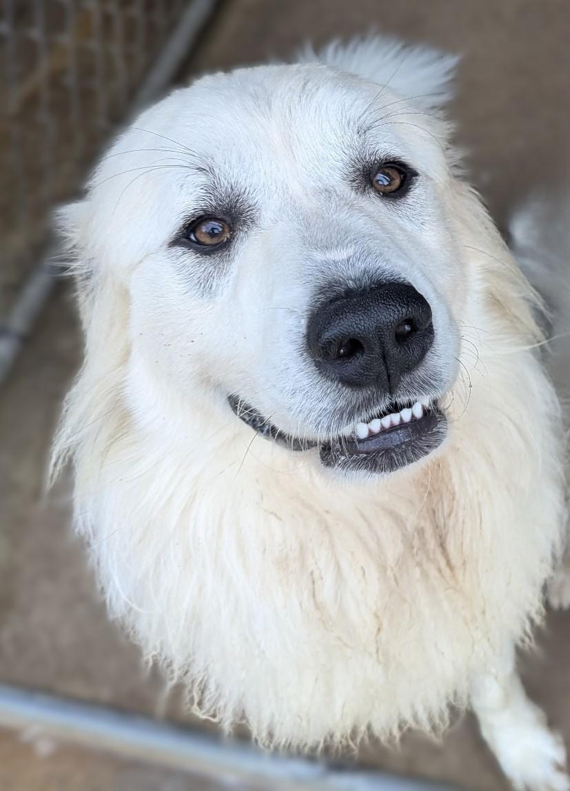 Enlarge Duke (and Daisy), a Adopted Great Pyrenees in Richmond, VA image 1/5