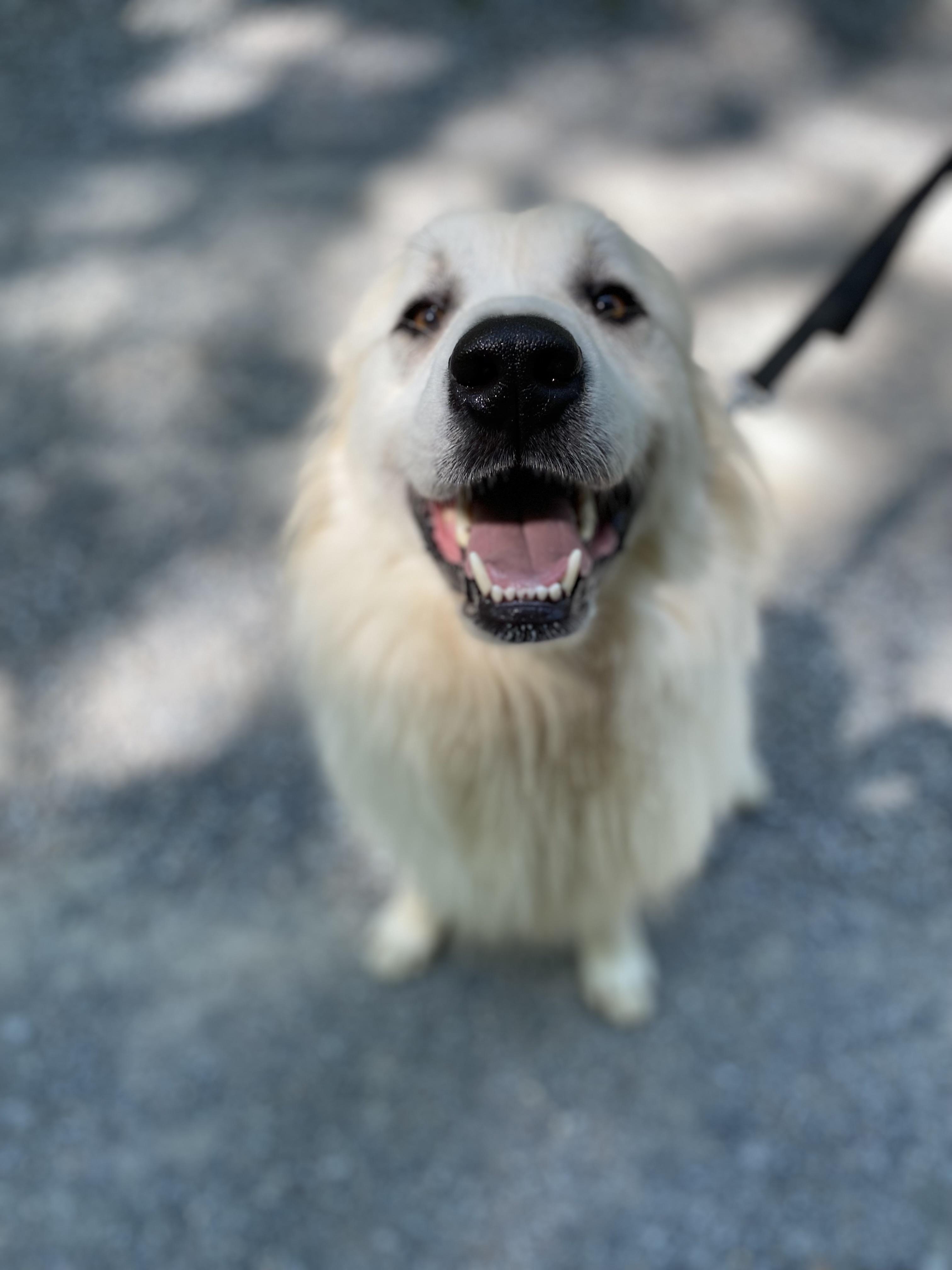 Enlarge Duke (and Daisy), a Adopted Great Pyrenees in Richmond, VA image 5/5