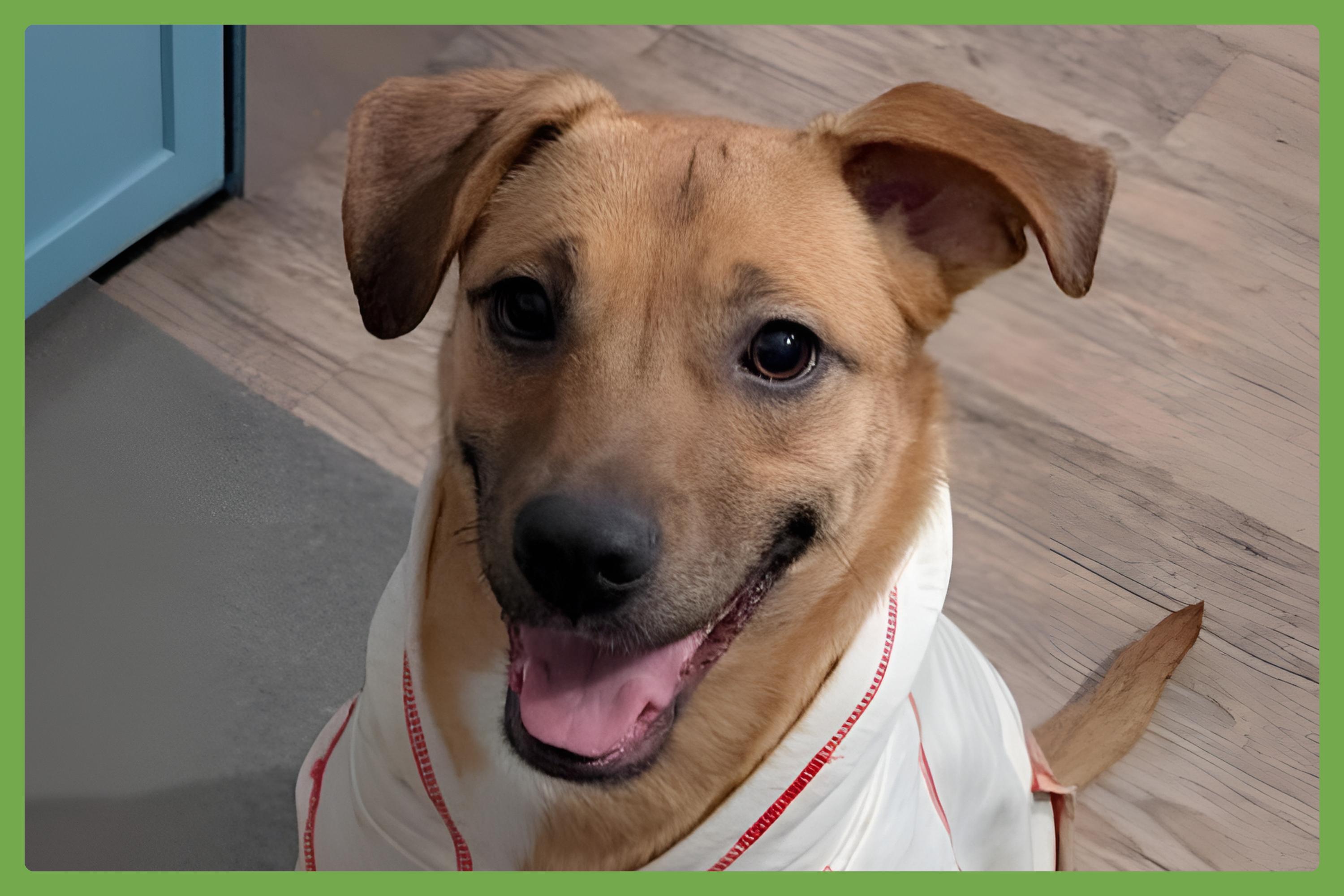 Remi — thumbnail 4