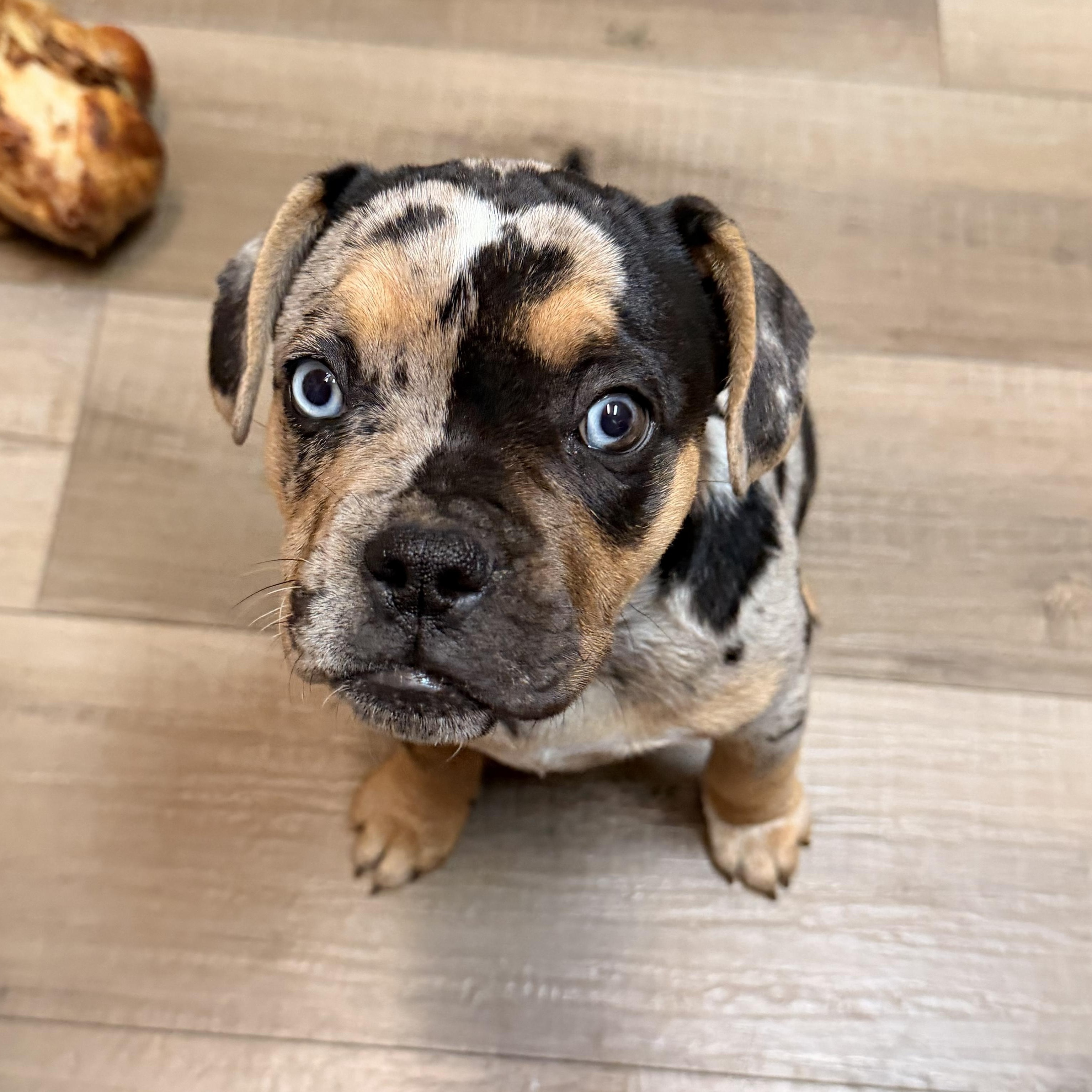 Icee, an adopted mixed breed in ontario, CA image 1/5