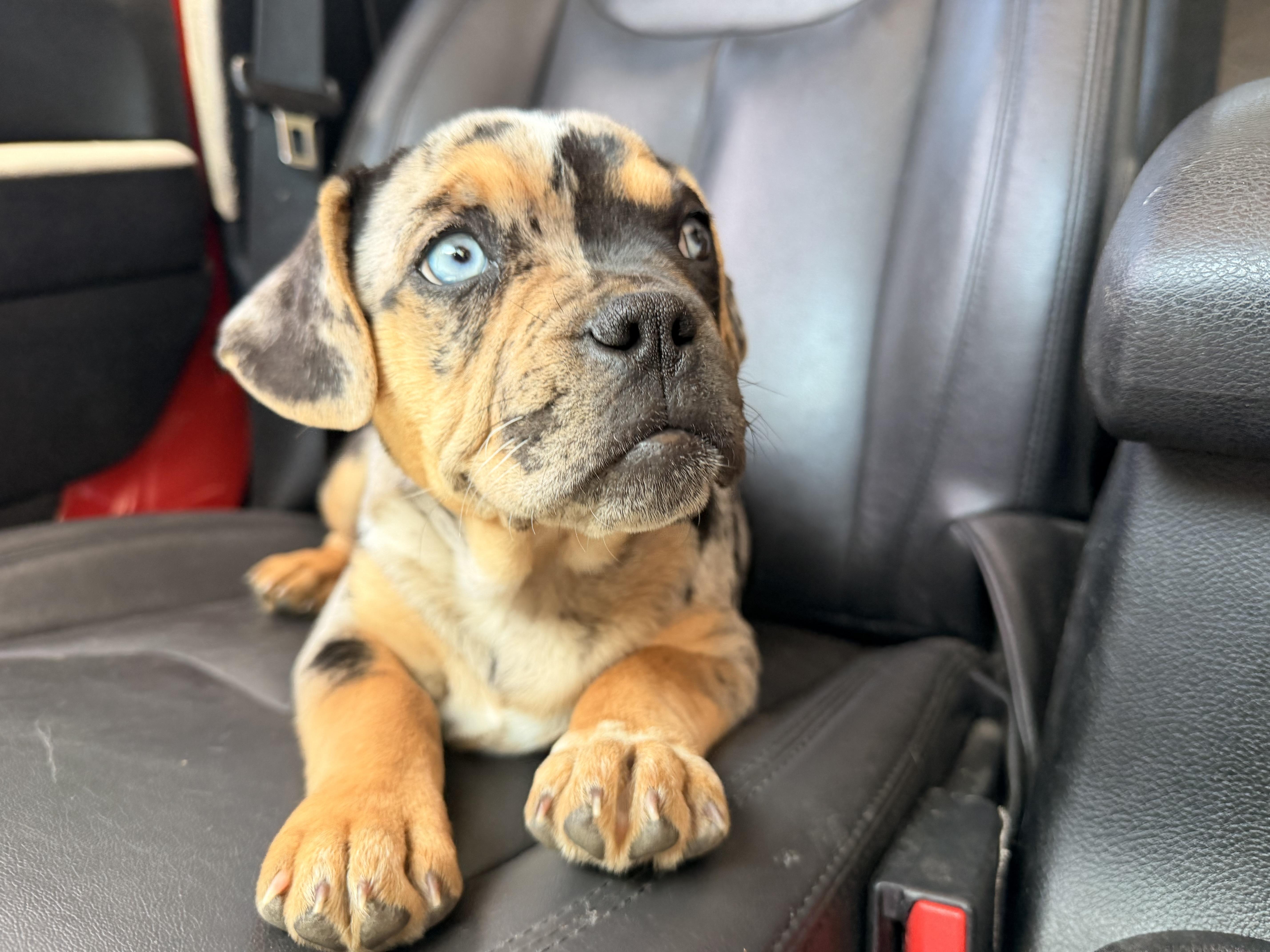 Icee, an adopted mixed breed in ontario, CA image 4/5