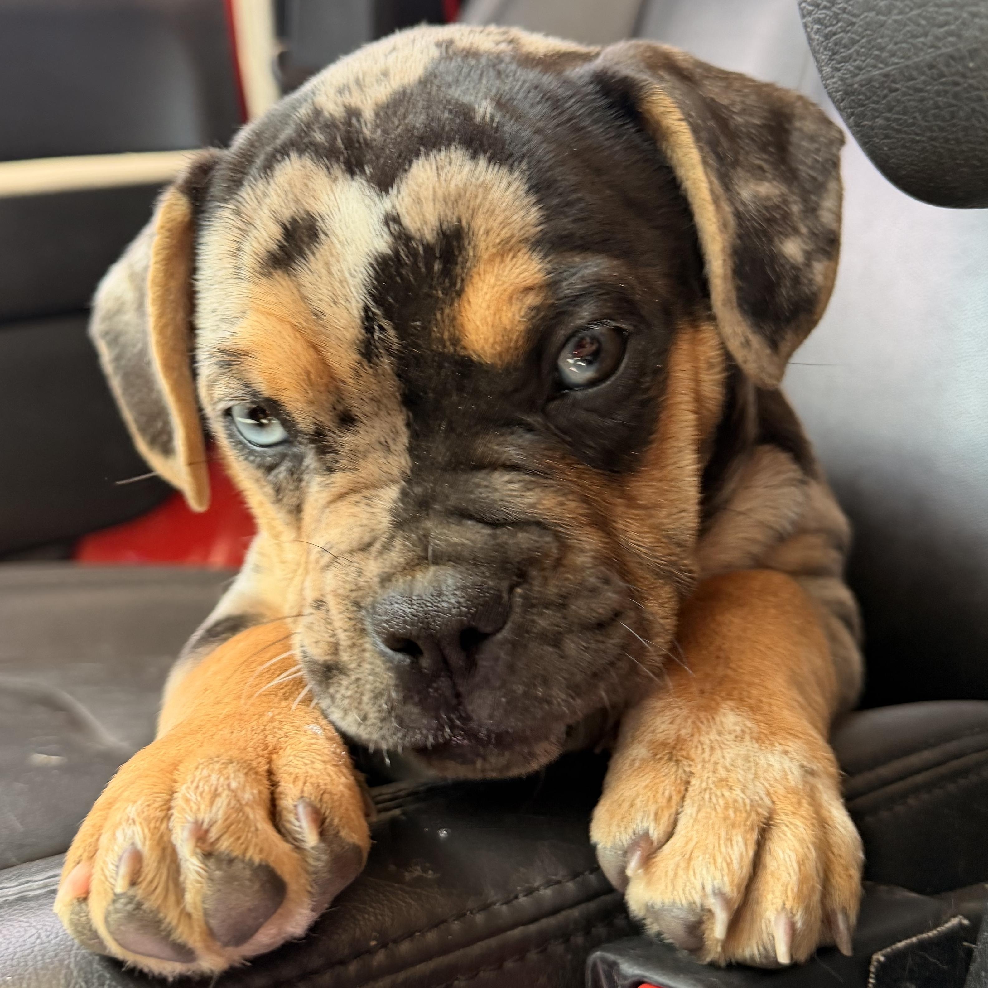 Icee, an adopted mixed breed in ontario, CA image 5/5