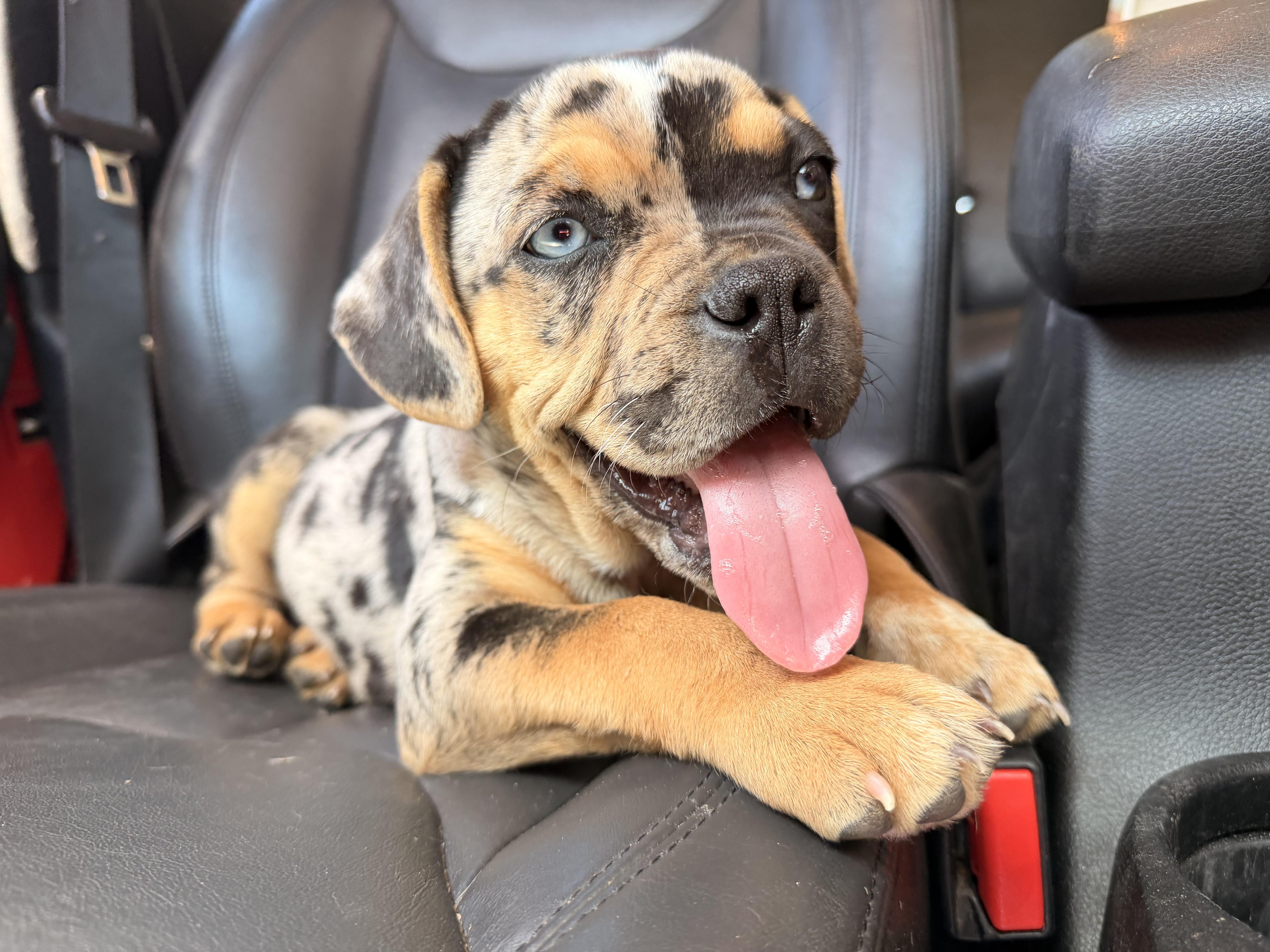 Icee, an adopted mixed breed in ontario, CA image 2/5