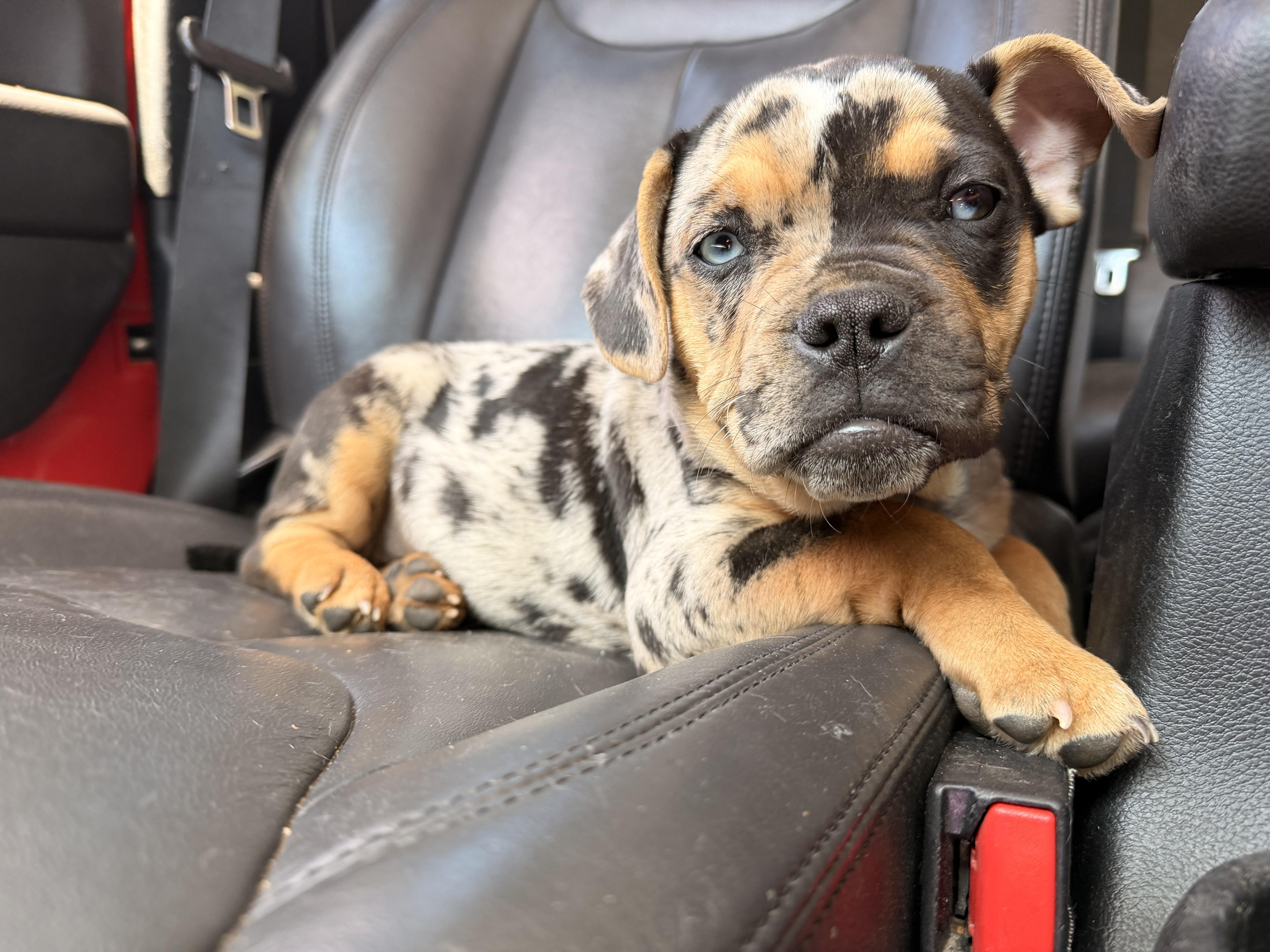 Icee, an adopted mixed breed in ontario, CA image 3/5
