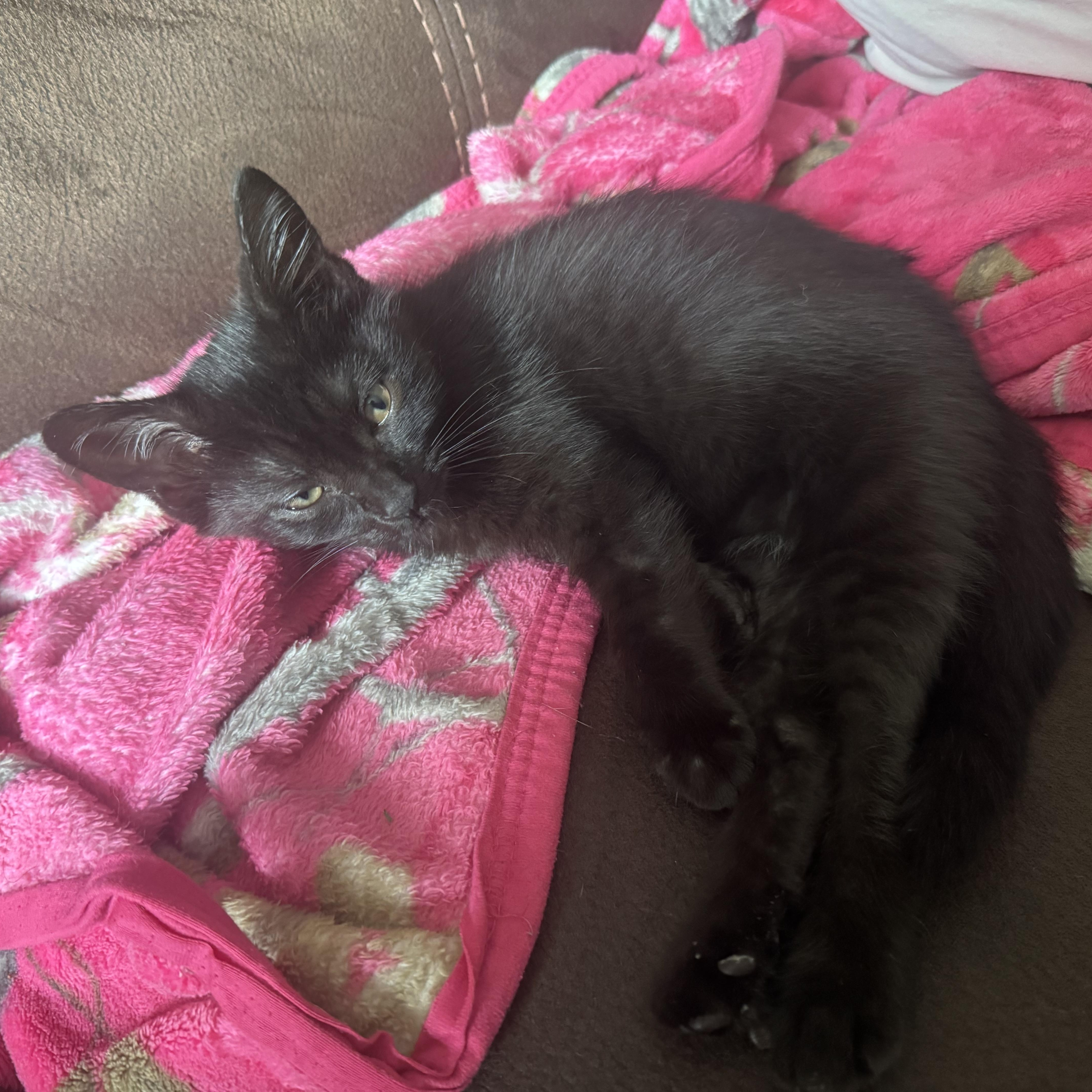 Azula, Adoptable, Kitten Female Domestic Short Hair.