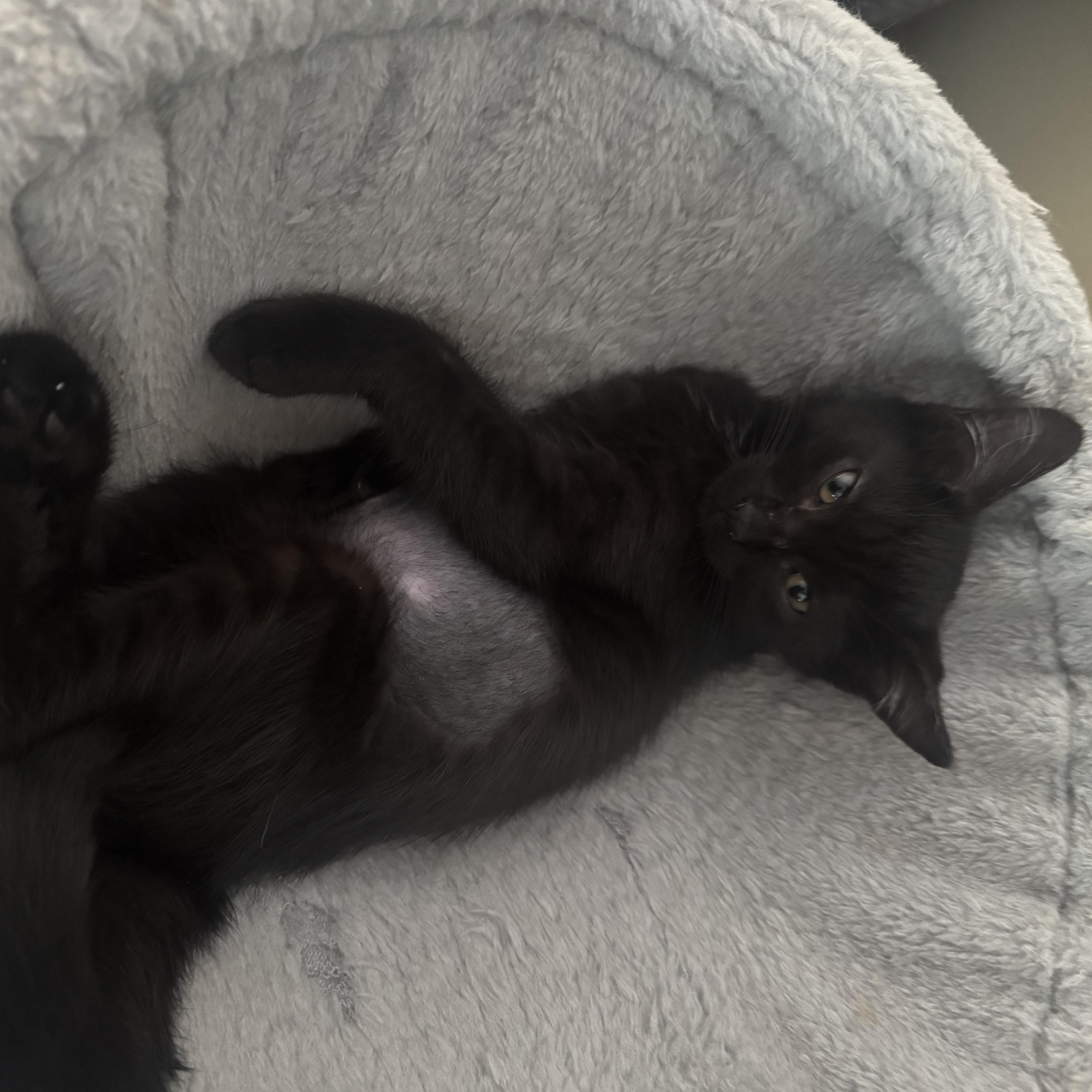 Enlarge Azula, a Adoptable Domestic Short Hair in Livonia, MI image 2/3