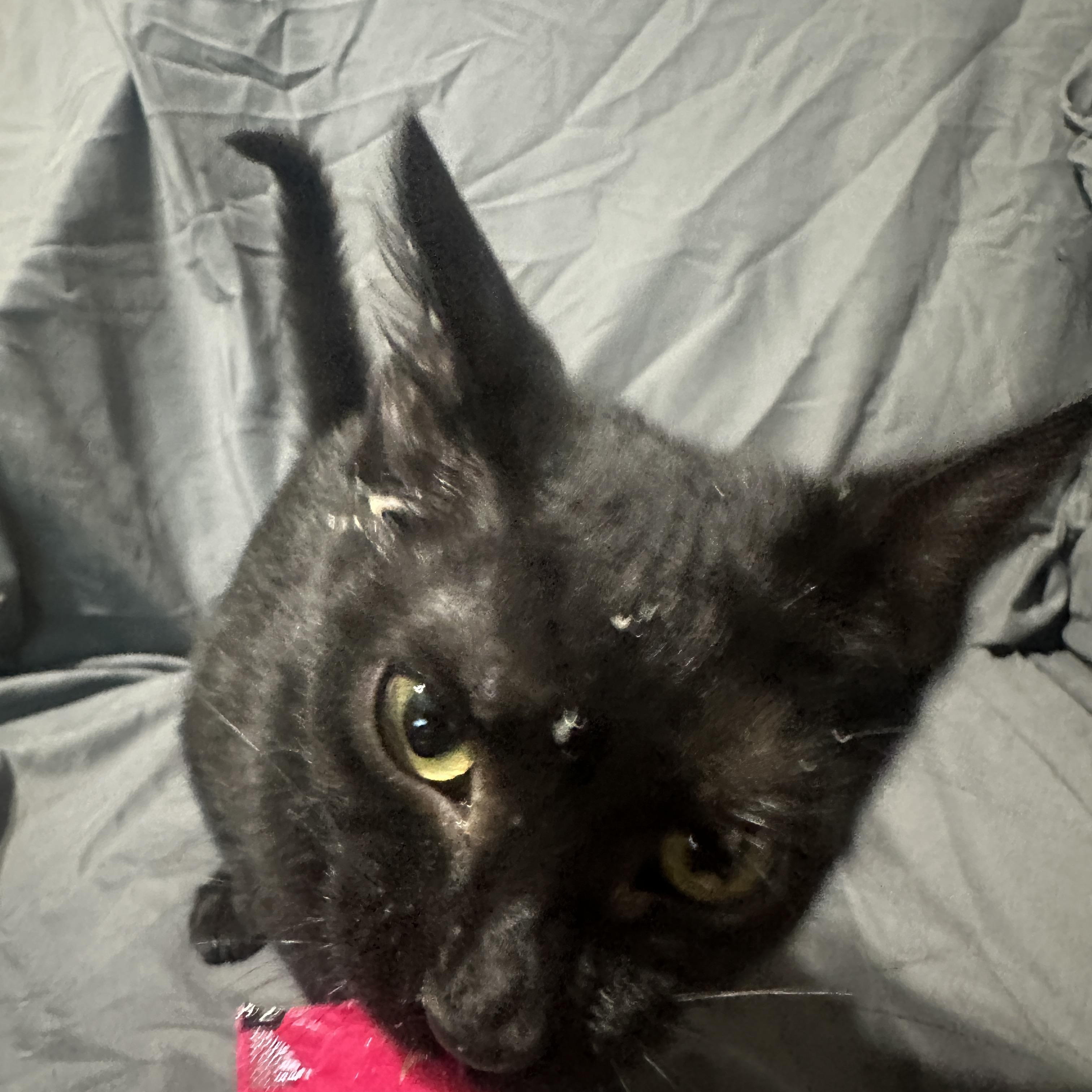 Equinox, ADOPTABLE, Young Male Domestic Short Hair.