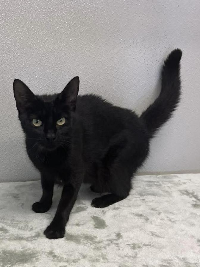Enlarge Carly, a Adoptable Domestic Short Hair in Osgood, IN image 1/2