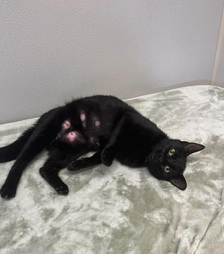 Enlarge Carly, a Adoptable Domestic Short Hair in Osgood, IN image 2/2